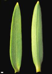 Veronica parviflora. Leaf surfaces, adaxial (left) and abaxial (right). Scale = 1 mm.
 Image: W.M. Malcolm © Te Papa CC-BY-NC 3.0 NZ